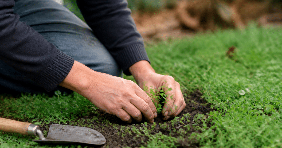 Mains plantant couvre-sol dense au sol du jardin