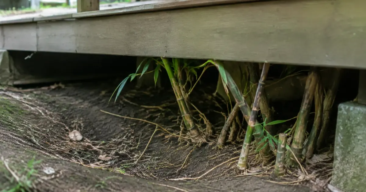 Racines de bambou poussant sous une terrasse en bois